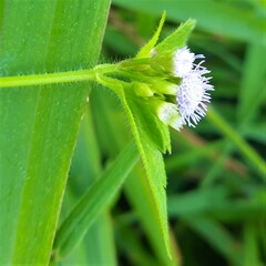 Praxelis clematidea