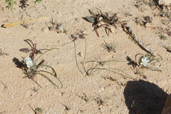 Ornithogalum trichophyllum