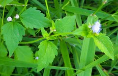 Praxelis clematidea