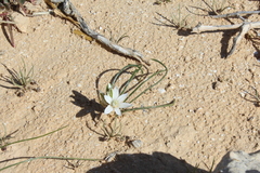 Ornithogalum trichophyllum