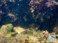 Acanthurus coeruleus