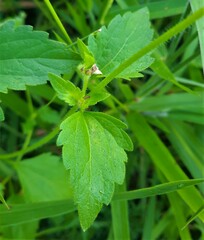 Praxelis clematidea