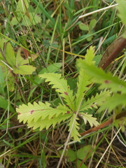 Potentilla recta