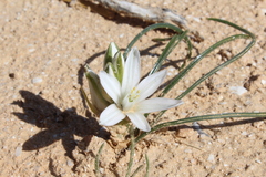 Ornithogalum trichophyllum