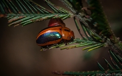Calomela curtisi