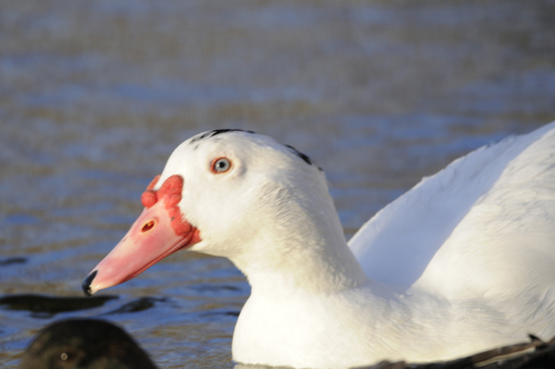 Mallard × Muscovy Duck
