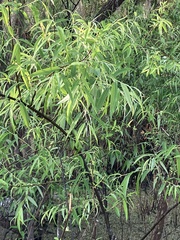Salix caroliniana