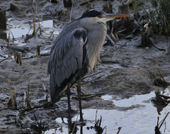 Ardea cinerea