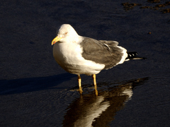 Larus fuscus