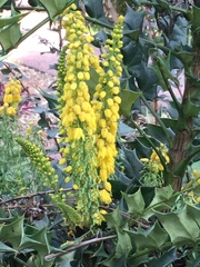 Berberis × hortensis