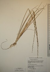 Triglochin palustris