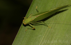 Anaulacomera