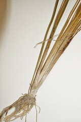 Triglochin palustris