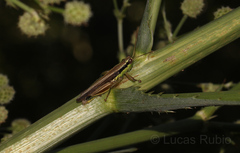 Scotussa impudica