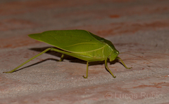 Microcentrum marginatum