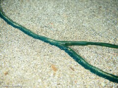 Bonellia viridis