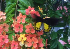 Troides helena cerberus