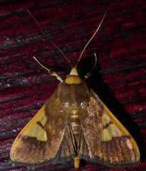 Ulopeza idyalis