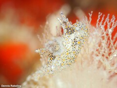 Thecacera pennigera