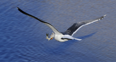 Larus fuscus