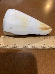 Conus distans