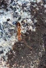 Anoplolepis gracilipes