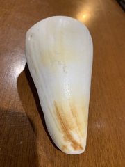 Conus distans