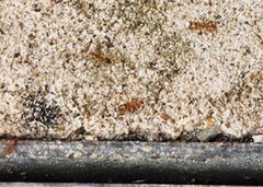 Anoplolepis gracilipes