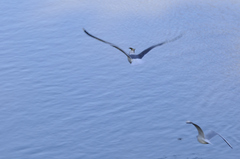 Chroicocephalus ridibundus