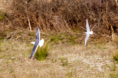 Chroicocephalus ridibundus