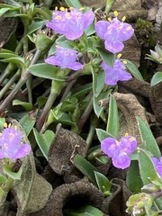 Cyanotis lapidosa image