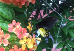 Troides helena cerberus