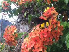Troides helena cerberus