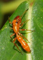 Myrmarachne ichneumon