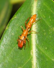 Myrmarachne ichneumon