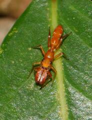 Myrmarachne ichneumon