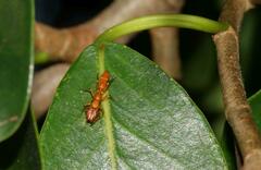 Myrmarachne ichneumon
