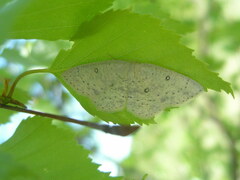 Cyclophora albipunctata