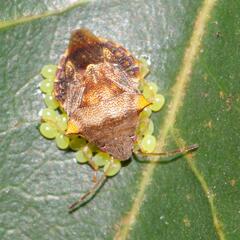 Uhlunga typica