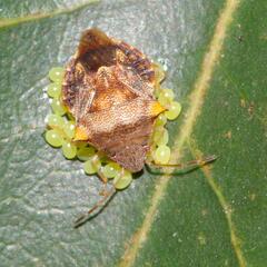 Uhlunga typica