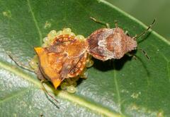 Uhlunga typica