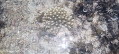 Acropora