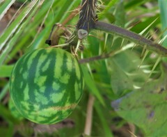 Solanum palinacanthum