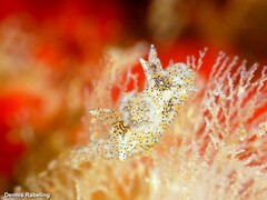 Thecacera pennigera