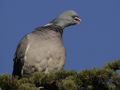 Columba palumbus palumbus