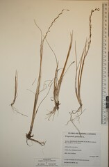 Triglochin palustris