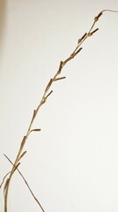 Triglochin palustris