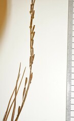 Triglochin palustris