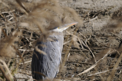 Ardea cinerea