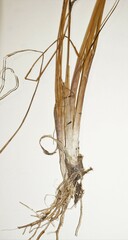 Triglochin palustris